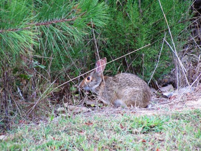 Arabia Rabbit